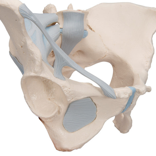 Female Pelvis Skeleton Model with Ligaments, 3 part