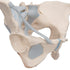 Female Pelvis Skeleton Model with Ligaments, 3 part