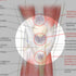 Athletic Injuries of the Knee ( Laminated) - physio supplies canada