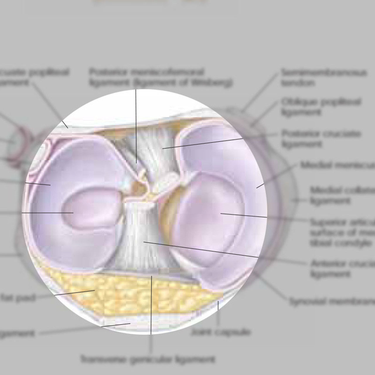 Athletic Injuries of the Knee ( Laminated) - physio supplies canada