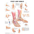 Foot and Ankle (Laminated) - physio supplies canada